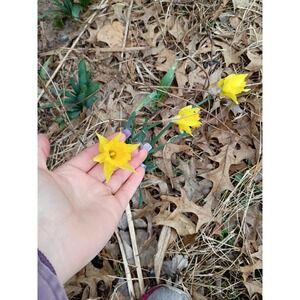 Daffodil Narciuss Flower Bulbs Dug Per Order Mystery Colors 6 Pk Ready to Plant